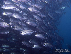'Wall of Jacks' - Big Eyed Trevally's (Caranx sexfasciatu... by Marco Waagmeester 